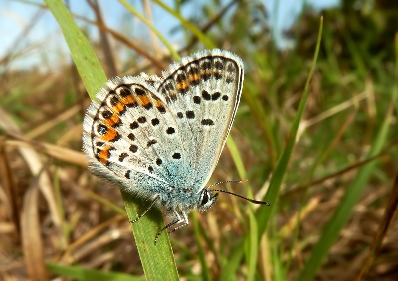 aiuto per un Plebejus